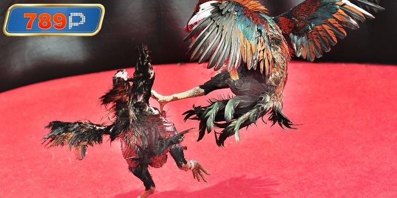 Theo dõi trực tiếp đá gà thomo c1 hôm nay 